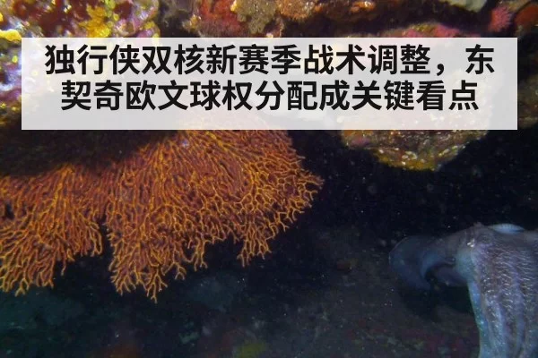 独行侠双核新赛季战术调整，东契奇欧文球权分配成关键看点